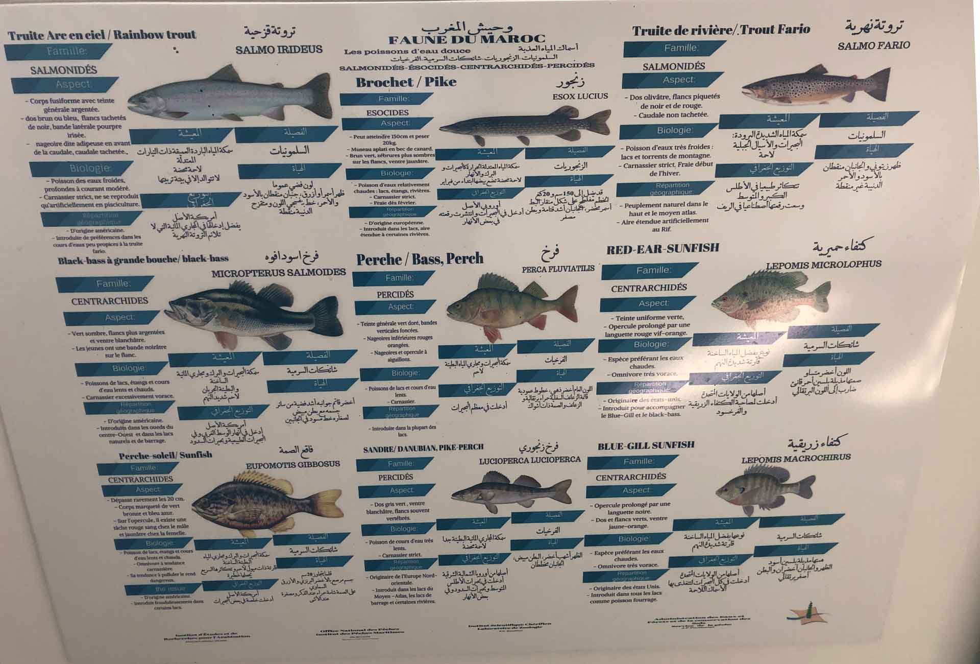Fish of Morocco
