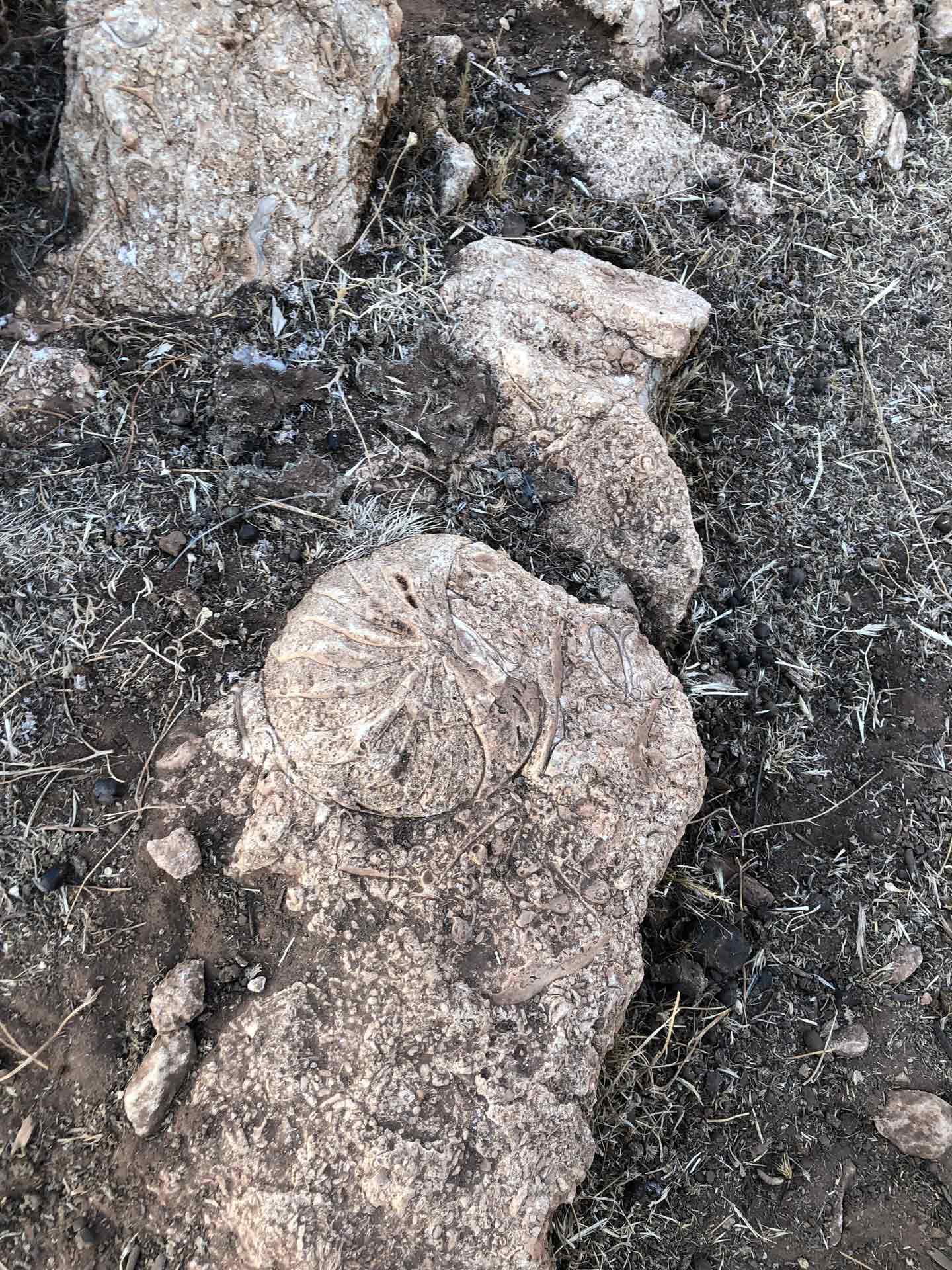 Fossils